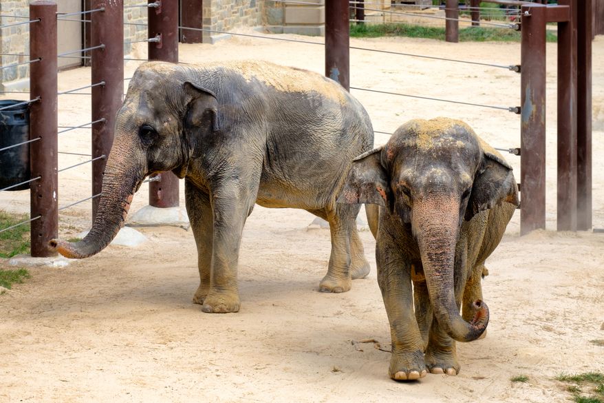 Elephants at the Smithsonian National Zoological Park in Washington, D.C. File photo credit: Kamira via Shutterstock.