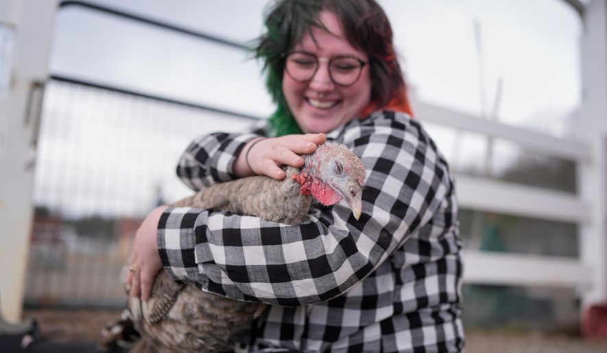 Jordan Gullotta pets a turkey during a cuddle therapy session at The Gentle Barn, Tuesday, Nov. 25, 2025, in Christiana, Tenn. (AP Photo/George Walker IV)