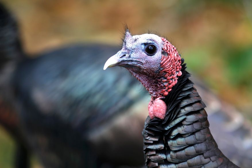 A wild turkey walks through a neighborhood in Portsmouth, N.H., Nov. 14, 2025. (AP Photo/Caleb Jones)
