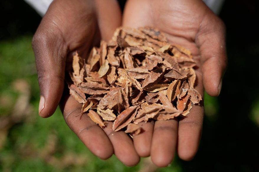 FILE - A lab technician holds indigenous seeds at the Genetic Resources Research Institute seed bank in Kiambu, Kenya, Nov. 14, 2024. (AP Photo/Brian Inganga, File)