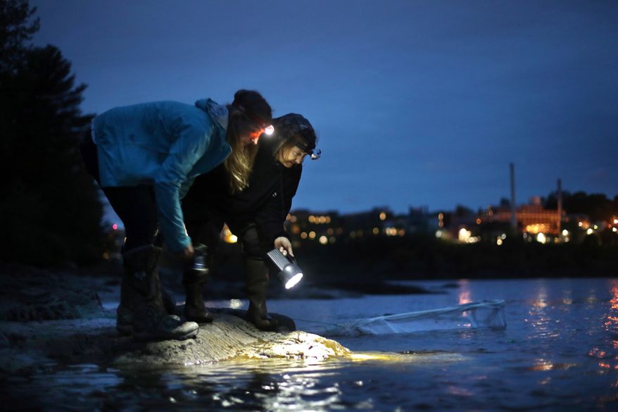 FILE - In this May 25, 2017, file photo, licensed eel fishermen Jessica Card, left, and Julie Keene shine flashlights into the water on the banks of the Penobscot River after setting a net in Brewer, Maine. (AP Photo/Robert F. Bukaty, File)