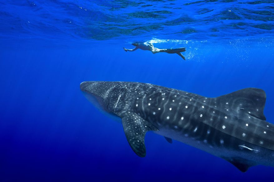 A person swims near a whale shark off the coast of St. Helena in the South Atlantic Ocean in February 2025. (AP Photo/Flora Tomlinson-Pilley, File)