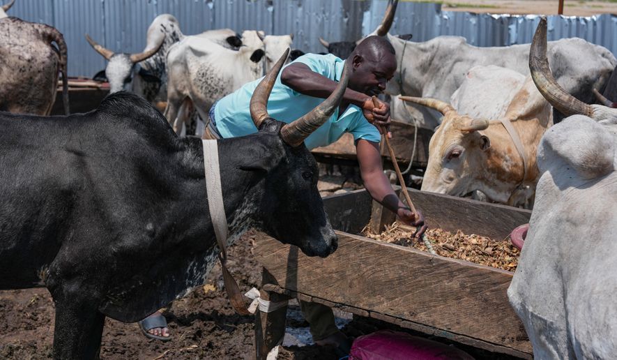 Tanane Ibrahim, who fled his village in Burkina Faso, tends to cattle at a makeshift grazing area in Abidjan, Ivory Coast, Friday, Oct. 24, 2025. (AP Photo/Misper Apawu)