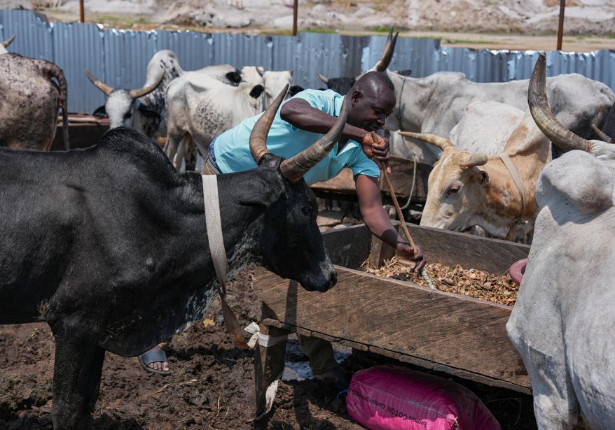 Tanane Ibrahim, who fled his village in Burkina Faso, tends to cattle at a makeshift grazing area in Abidjan, Ivory Coast, Friday, Oct. 24, 2025. (AP Photo/Misper Apawu)