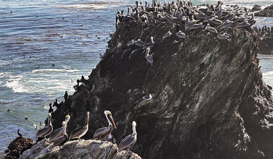 California brown pelicans and cormorants cling to a rocky outcropping along the Central California coast north of Morro Bay, Calif., Friday, Nov. 28, 2025. (AP Photo/Michael R. Blood)