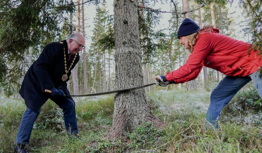 Oslo Mayor Anne Lindboe, right and Lord Mayor of Westminster, Paul Dimoldenberg, cut down the annual Christmas tree for London, in Oslo, Norway, Friday, Nov. 21, 2025. (Jonas Faeste Laksekjoen/NTB Scanpix via AP)