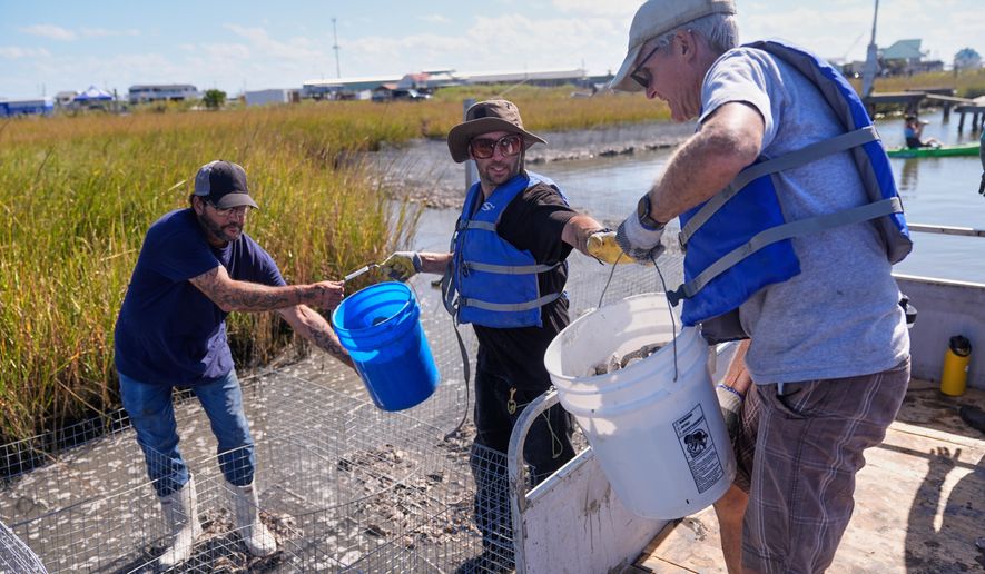 Volunteers fill mesh containments with oyster shells during a reef barrier project organized by the Coalition To Restore Coastal Louisiana in Cocodrie, La., Friday, Oct. 24, 2025. (AP Photo/Gerald Herbert)