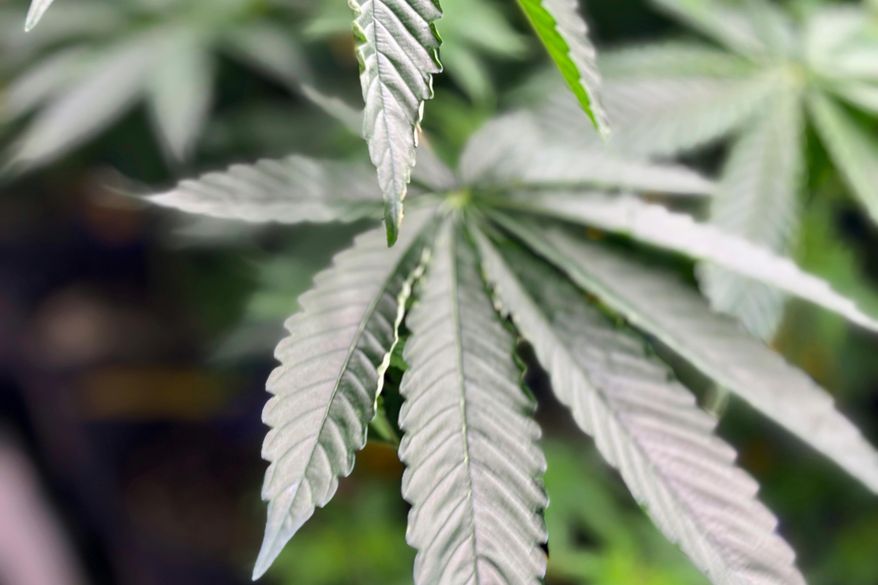 A medical marijuana plant grows at CRC on July 23, 2024, in Pike County, Ala. (AP Photo/Kim Chandler, File)