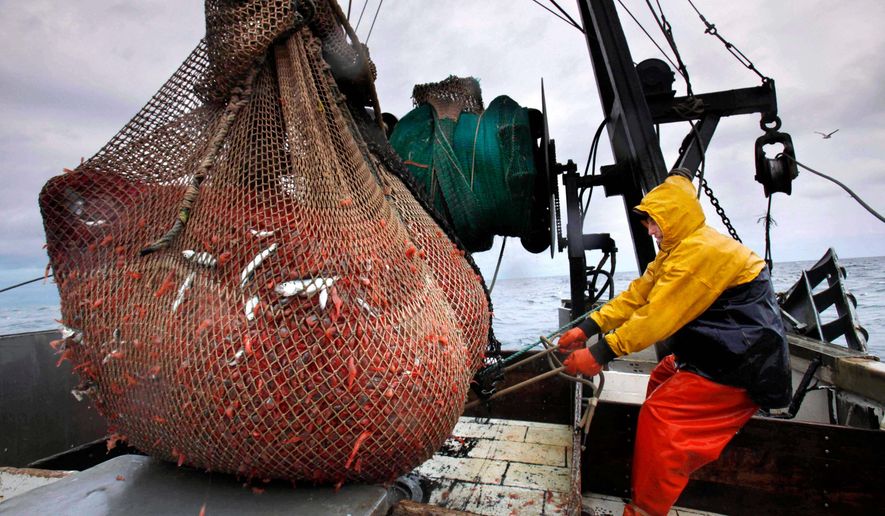 James Rich maneuvers a bulging net full of northern shrimp caught in the Gulf of Maine, Jan. 6, 2012. (AP Photo/Robert F. Bukaty, File)
