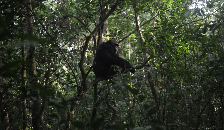 A chimpanzee sits in a tree in Kibale Forest National Park near Fort Portal, Uganda, Wednesday, Dec. 3, 2025. (AP Photo/Patrick Onen)