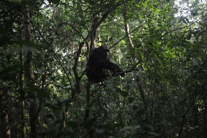 A chimpanzee sits in a tree in Kibale Forest National Park near Fort Portal, Uganda, Wednesday, Dec. 3, 2025. (AP Photo/Patrick Onen)