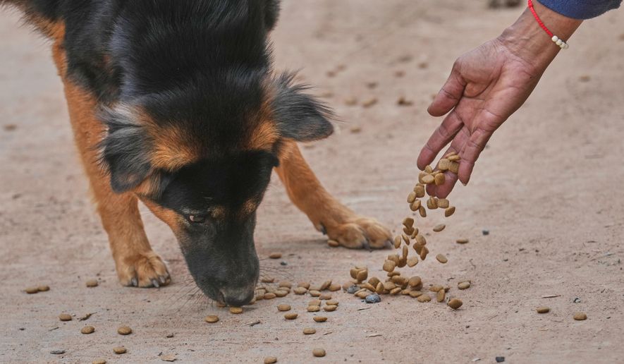 Village security volunteer Somjai Kraprakon gives food to stray dogs in the community while villagers have moved to an evacuation center amid the ongoing border conflict between Thailand and Cambodia, in Buriram province, Thailand, Friday, Dec. 12, 2025. (AP Photo/Sakchai Lalit)