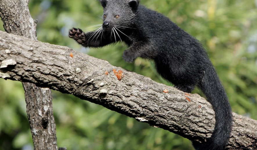 A baby Binturong, an Asian bear cat. (AP Photo/Mark Baker)