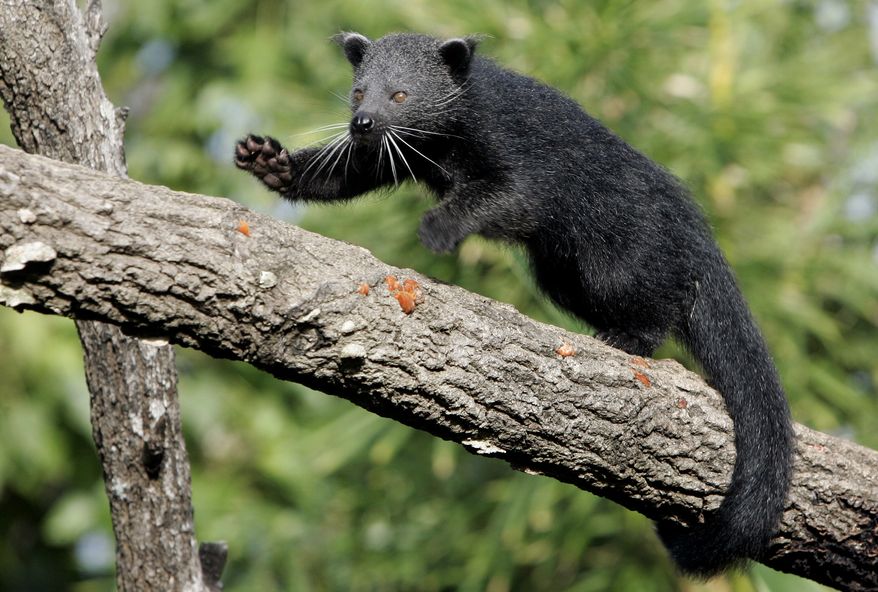 A baby Binturong, an Asian bear cat. (AP Photo/Mark Baker)
