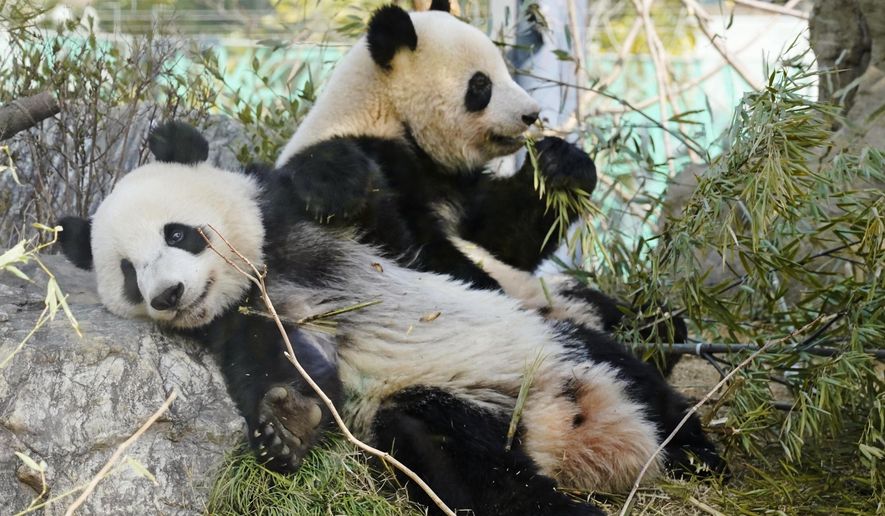 Xiao Xiao, front, and his sister Lei Lei, twins of giant pandas, sit on the ground at the Ueno Zoological Gardens in Tokyo, March 10, 2023. (Naohiko Hatta/Kyodo News via AP)
