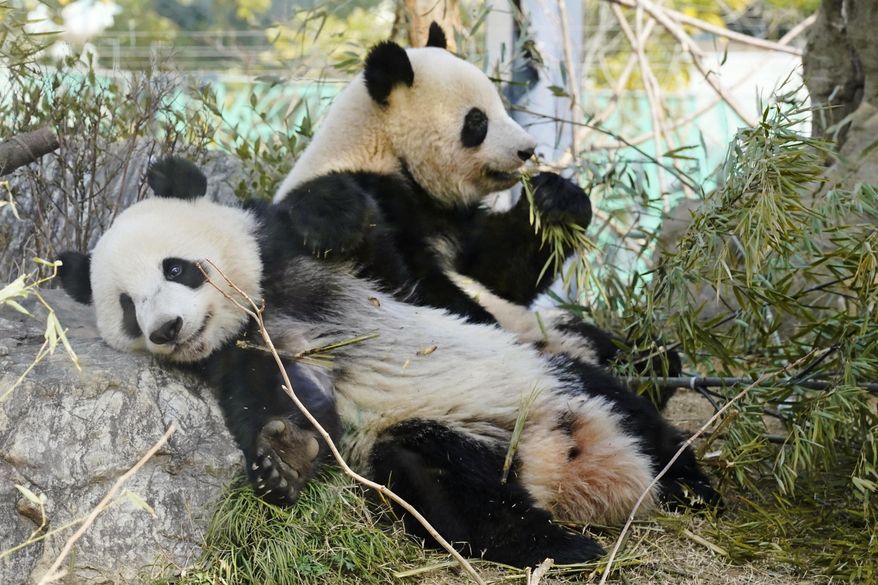 Xiao Xiao, front, and his sister Lei Lei, twins of giant pandas, sit on the ground at the Ueno Zoological Gardens in Tokyo, March 10, 2023. (Naohiko Hatta/Kyodo News via AP)