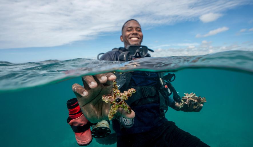Michael del Rosario, environmental education coordinator at Fundemar, shows a piece of ceramic with corals growing on it in Bayahibe, Dominican Republic on Oct. 17, 2025. (AP Photo/Francesco Spotorno)