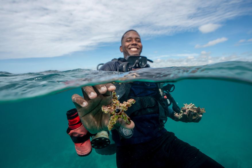 Michael del Rosario, environmental education coordinator at Fundemar, shows a piece of ceramic with corals growing on it in Bayahibe, Dominican Republic on Oct. 17, 2025. (AP Photo/Francesco Spotorno)