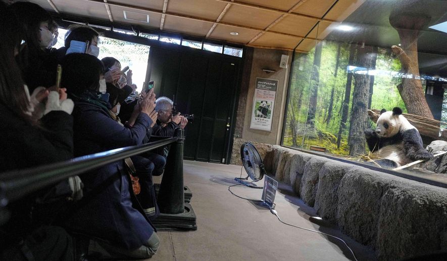Visitors watch giant pandas Xiao Xiao at Ueno Zoo in Tokyo, Tuesday, Dec. 16, 2025, a day after Japan announced the pandas will be returned to China in January 2026. (AP Photo/Eugene Hoshiko)
