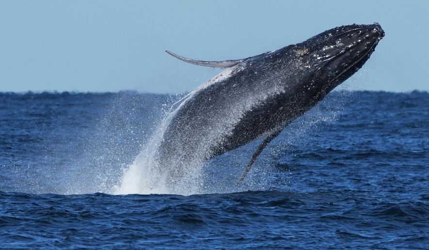 A humpback whale breaches off the coast of Port Stephens north of Sydney, Australia, June 18, 2025. (AP Photo/Mark Baker, File)
