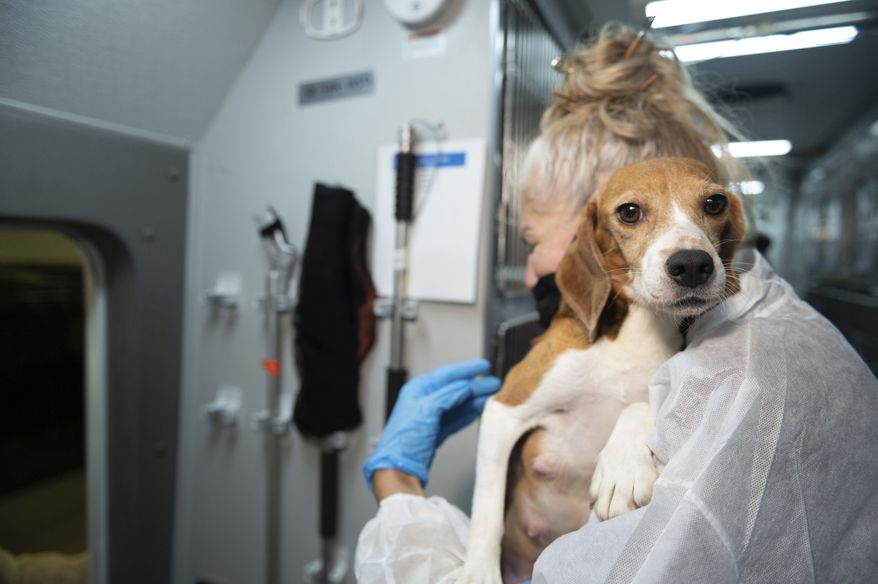 IMAGE DISTRIBUTED FOR THE HSUS - An HSUS Animal Rescue Team member carries a beagle into the organization's care and rehabilitation center in Maryland on Thursday, July 21, 2022, after the organization removed the first 201 beagles as part of a transfer plan from Envigo RMS LLC facility in Cumberland, Va. The Humane Society of the United States says it has removed the last group of beagles from a troubled breeding facility in Virginia that had planned to sell the dogs to animal testing labs. The organization said it took away the remaining 312 dogs at the facility in Cumberland on Thursday, Sept. 1. (Kevin Wolf/AP Images for the HSUS)