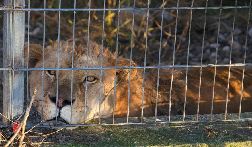 In this photo, released on Tuesday, Dec. 16, 2025 by Four Paws, Erion, a three-year-old lion sits in its enclosure before the transportation from Tirana to Germany after its illegal keeping in Albania. (Four Paws via AP)