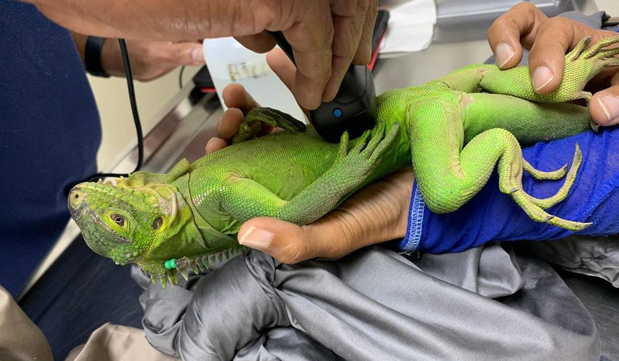 This photo provided by the Anguilla National Trust shows a Lesser Antillean iguana from Dominica undergoing a health screening in Dominica in 2021, before being translocated to Prickly Pear East, an islet off mainland Anguilla, as part of a species reintroduction program. (Anguilla National Trust photo/Farah Mukhida via AP)