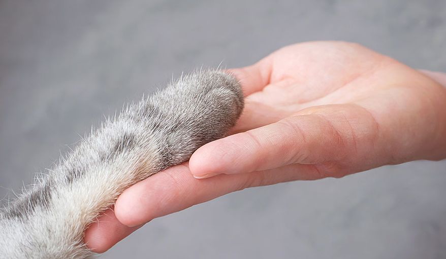 Turning Every Pet into a Persona: Selene’s E-Commerce Marketing Tips (sponsored / Shutterstock)