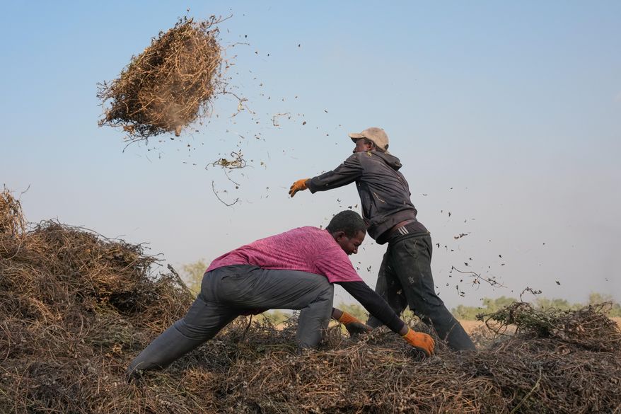 Filly Mangassa, left, and Mamadou Camara, who are part of a growing trend of young Africans moving to rural areas for better work opportunities, throw peanut plants on a pile on a farm in Tambacounda, Senegal, Wednesday, Nov. 5, 2025. (AP Photo/Mark Banchereau)