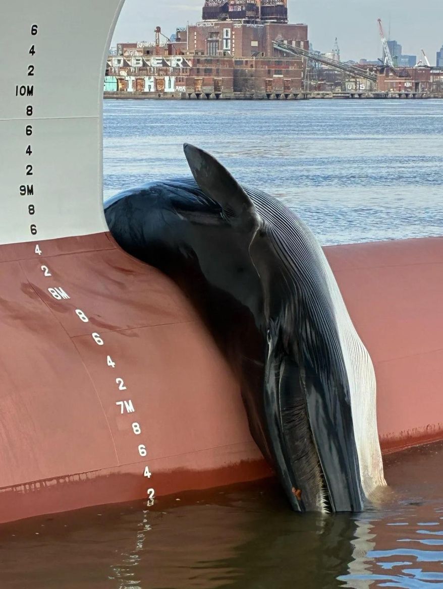 This photo provided by the National Oceanic and Atmospheric Administration Tuesday, Jan. 6, 2026, shows a deceased whale caught on the bow of a ship at Gloucester Marine Terminal in Gloucester City, N.J., Jan. 2026. (NOAA Office of Law Enforcement via AP)