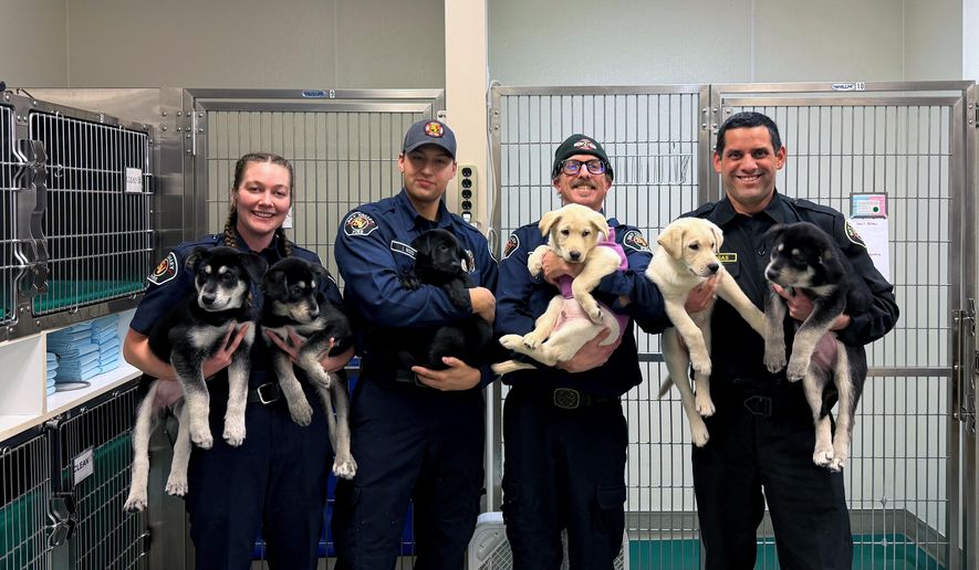 This photo provided by the Sky Valley Fire Department, shows Battalion Chief Brandon Vargas, right, joined by fire department personnel holding six puppies that are recovering after first responders treated them for a suspected drug overdose on Monday Jan. 12, 2025, at the Pilchuck Veterinary Hospital in Snohomish, Wash. (Sky Valley Fire Department via AP)