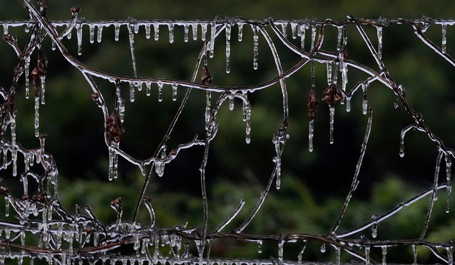 Icicles cling to some vines along a barbed wire fence at an ornamental plant business in sub-freezing temperatures Friday, Jan. 16, 2026, in Plant City, Fla. (AP Photo/Chris O'Meara)