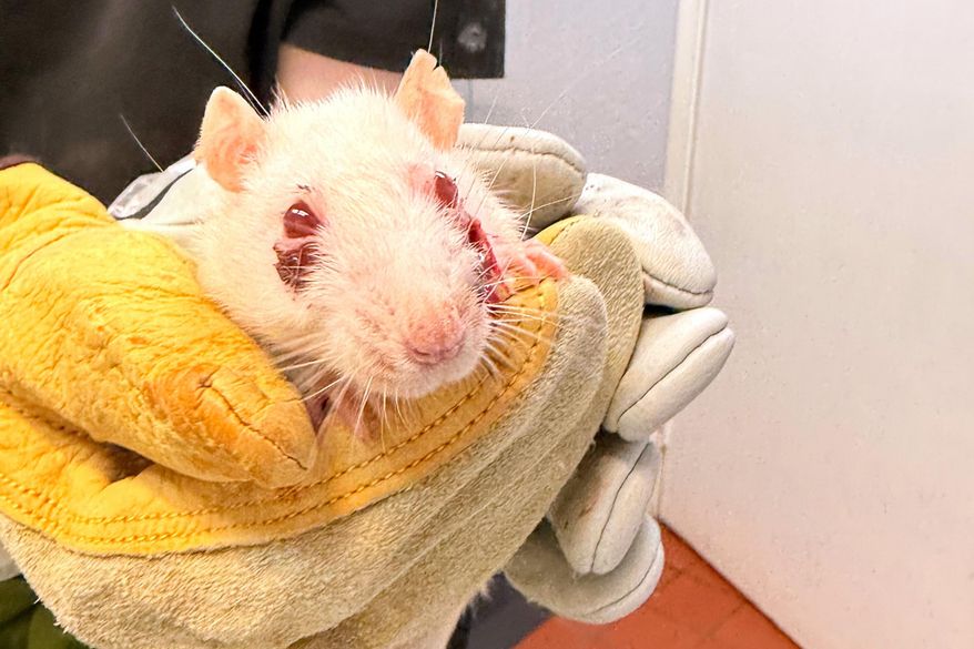 This photo provided by Erica Kutzing shows a rescued white rat receiving treatment at a local animal hospital Tuesday, Jan. 13, 2026, on Long Island, N.Y. (Erica Kutzing via AP)