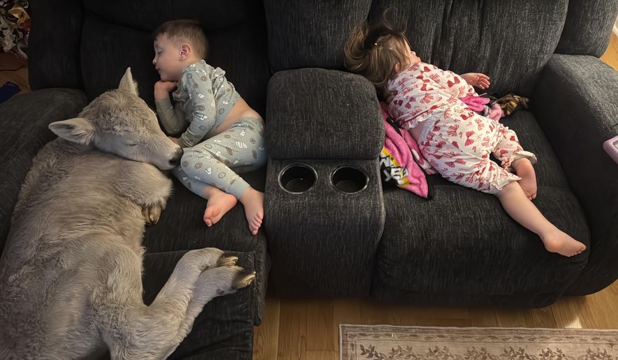 In this photo provided by Macey Sorrell, 3-year-old Gregory Sorrell cuddles with a calf his family brought indoors during extreme cold temperatures in Mount Sterling, Ky., on Saturday, Jan. 24, 2026. At right is his sister, Charlee Sorrell, 2. (Courtesy Macey Sorrell via AP)
