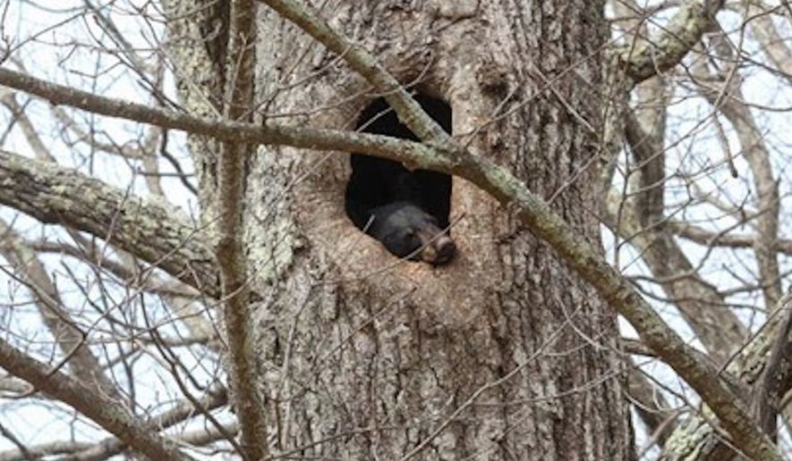 A room with a view! This bear chose a nice hollow spot in a tree, approximately 40ft in the air to snooze through the winter. Photo credit: Tom Davis, NPS.