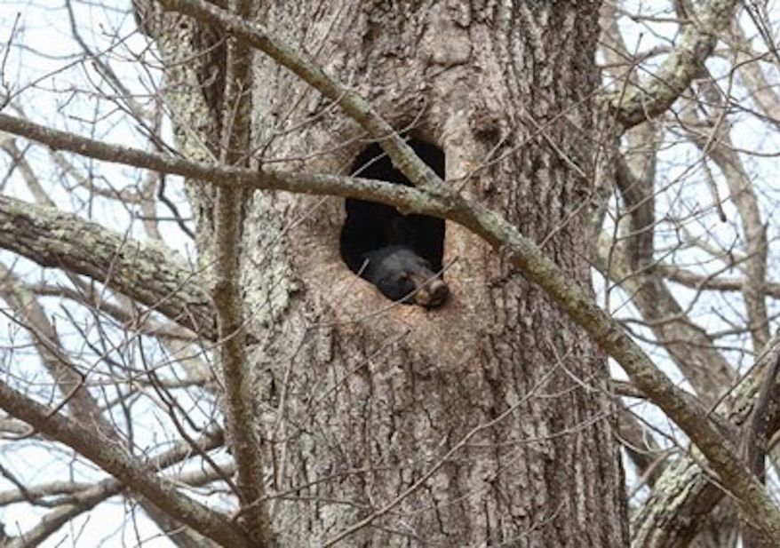 A room with a view! This bear chose a nice hollow spot in a tree, approximately 40ft in the air to snooze through the winter. Photo credit: Tom Davis, NPS.