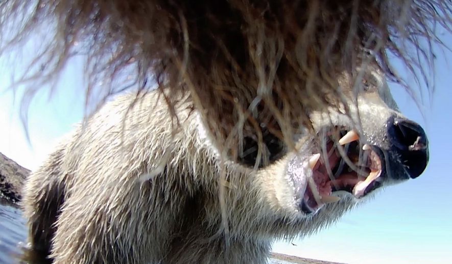 This undated image provided by Washington State University in January 2026, made from a video taken from a grizzly bear's collar camera, shows two grizzly bears playing on the tundra in Alaska's North Slope. (Washington State University via AP)