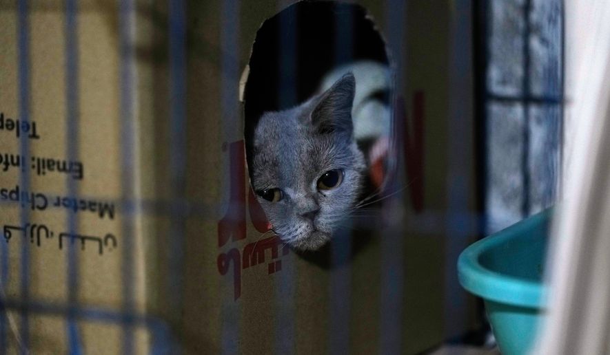 A cat waits for adoption in a shelter run by Diana Abadi, known locally as the mother of cats, at her small pet food and plant shop in Hadath, on the outskirts of Beirut, Lebanon, Feb. 7, 2026. (AP Photo/Bilal Hussein, File)