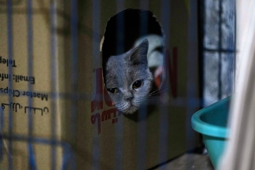 A cat waits for adoption in a shelter run by Diana Abadi, known locally as the mother of cats, at her small pet food and plant shop in Hadath, on the outskirts of Beirut, Lebanon, Feb. 7, 2026. (AP Photo/Bilal Hussein, File)