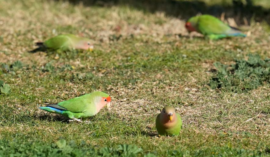Lovebirds gather on the ground to feed in Encanto Park, Jan. 18, 2026, in Phoenix. (AP Photo/Ross D. Franklin)