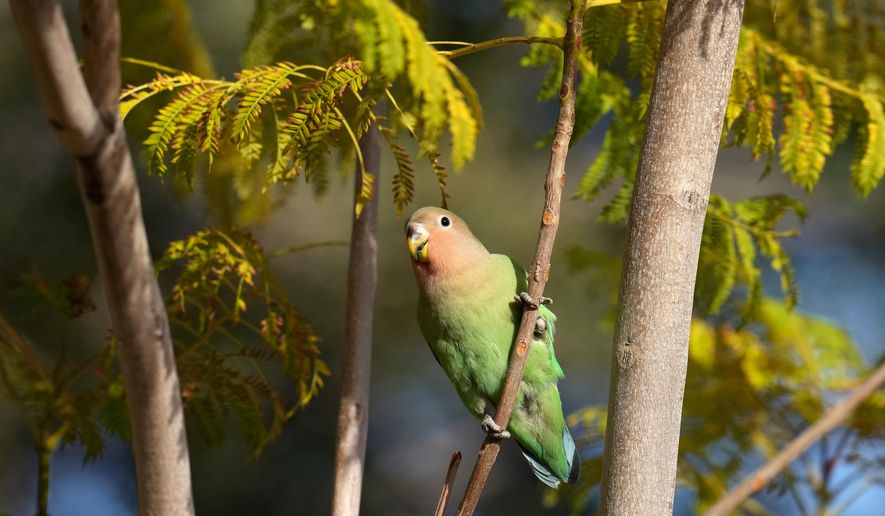 A lovebird sings in Encanto Park, Jan. 18, 2026, in Phoenix. (AP Photo/Ross D. Franklin)