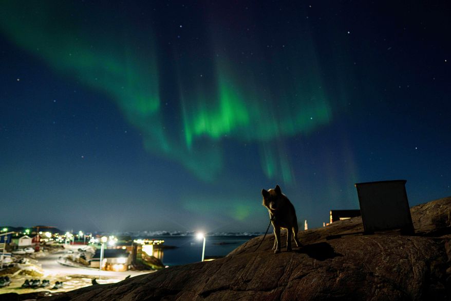 A sled dog stands as the northern lights shine over Ilulissat, Greenland, Wednesday, Jan. 28, 2026. (AP Photo/Evgeniy Maloletka)
