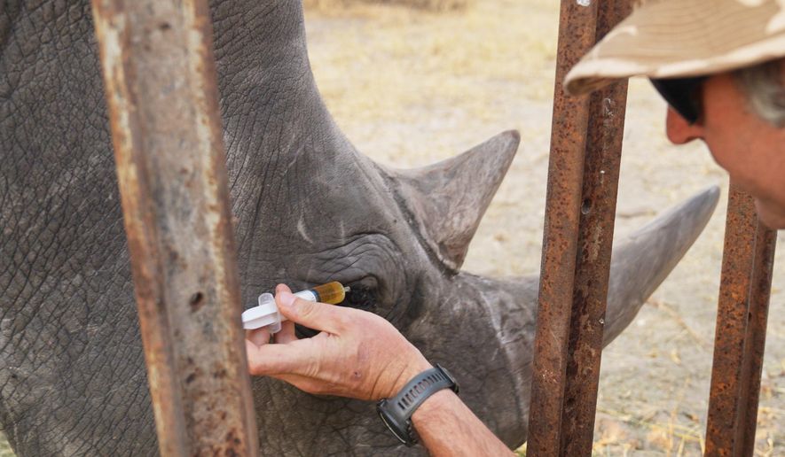 In this August 2025 photo provided by the Palm Beach Zoo & Conservation Society, Daniel Terblanche applies medicine to an an endangered white rhino's infected eye at the Imvelo Safari Lodges in Bulawayo, Zimbabwe. (John Towey/Palm Beach Zoo & Conservation Society via AP)