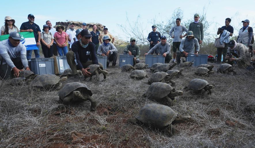 Juvenile giant tortoises are released on Floreana Island as part of a project to reintroduce the species to its native habitat in the Galapagos Islands, Ecuador, Friday, Feb. 20, 2026. (AP Photo/Dolores Ochoa)