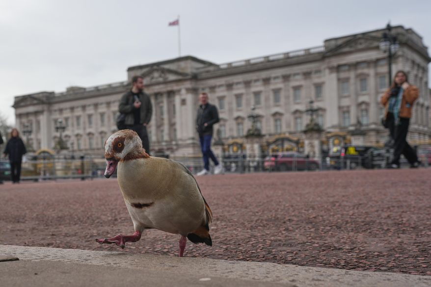 An Egyptian Goose walks on the pavement in front of Buckingham Palace in London, Friday, Feb. 20, 2026 after Andrew Mountbatten-Windsor was arrested and held for hours by British police on suspicion of misconduct in public office related to his links to Jeffrey Epstein.(AP Photo/Kin Cheung)