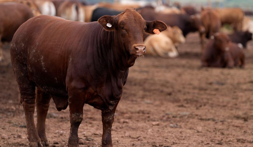Cattle in the pen, at Karan Beef the country's largest red meat producers, in Heidelberg, south of Johannesburg, South Africa, Friday, Feb. 27, 2026. (AP Photo/Themba Hadebe)
