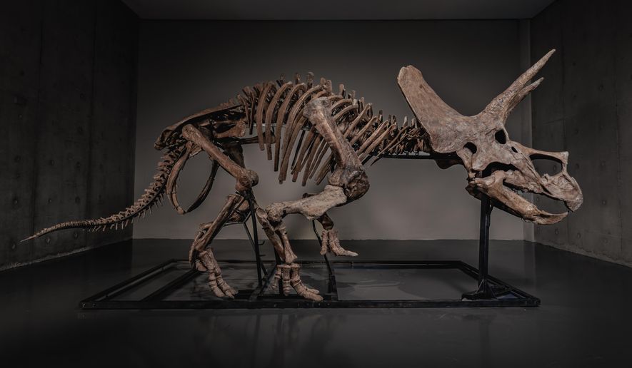 In this photo made available by JOOPITER, a triceratops skeleton, dubbed Trey, is displayed at Le Freeport, Singapore, Feb. 5, 2026. (Courtesy of Joopiter via AP)