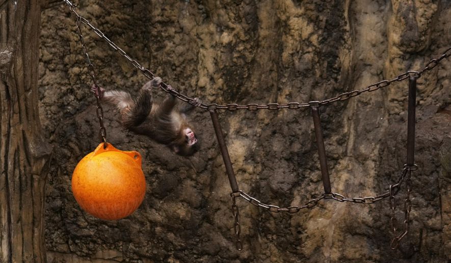 Punch, a Japanese macaque born on July 26, 2025, plays in the monkeys' playground at the Ichikawa city zoo in Tokyo's eastward neighboring city, Tuesday, March 3, 2026. (AP Photo/Hiro Komae)