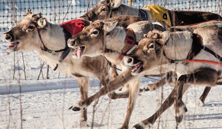 Reindeer compete during the Salla Porocup reindeer sprint racing event on the frozen Lake Keselmajarvi in Salla, Finland, March 7, 2026. (AP Photo/Aino Vaananen)