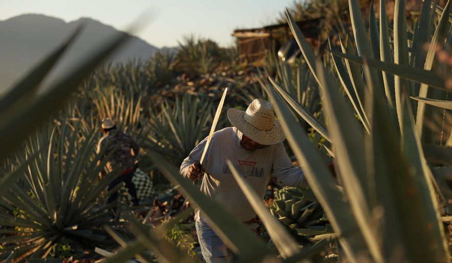 A worker cuts an agave pineapple used to produce mezcal in Nejapa de Madero, Oaxaca, Thursday, Jan. 22, 2026. (AP Photo/Claudia Rosel)